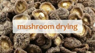 How to dry shiitake mushroom with a heat pump dryer？