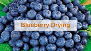 How to dry blueberry by the drying room？