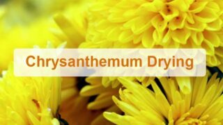 Chrysanthemum flowers dryer | flower drying machine