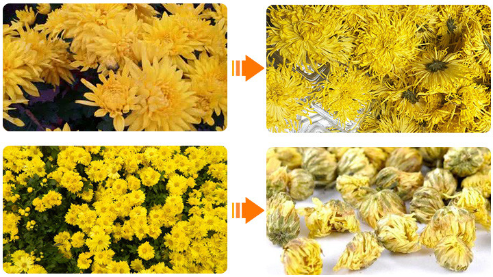 Chrysanthemum drying process