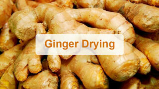 Condiment ginger drying technology-ginger drying machine