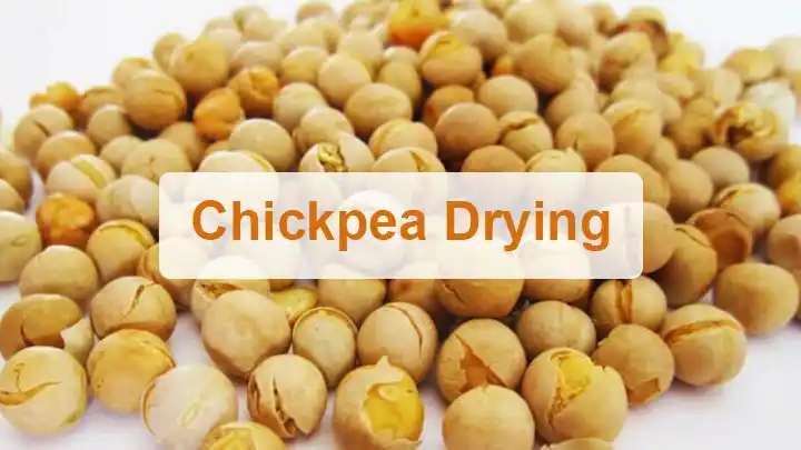 Chickpea Drying Machine | Chickpea Dryer 1 Chickpea drying