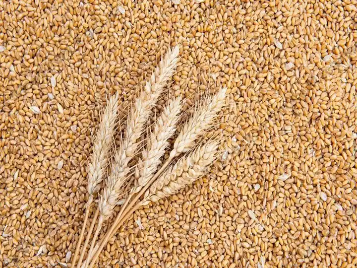 谷物干燥机如何干燥小麦?3 用谷物干燥机干燥小麦