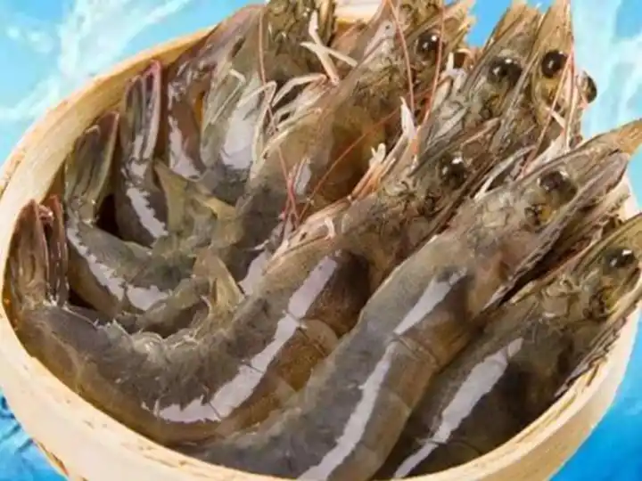 Why Dry Shrimp? —— Applications Of Shrimp Drying Room 2 Fresh river shrimp
