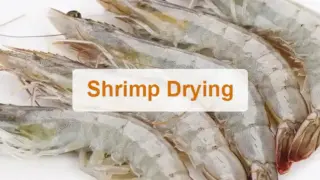 Shrimp drying