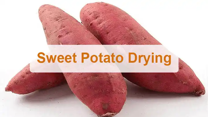 Séchage de patates douces 1 Séchage de patate douce