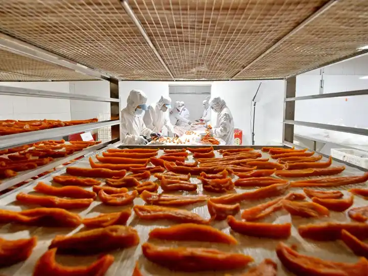Séchage de patates douces 2 Patates douces dans la salle de séchage