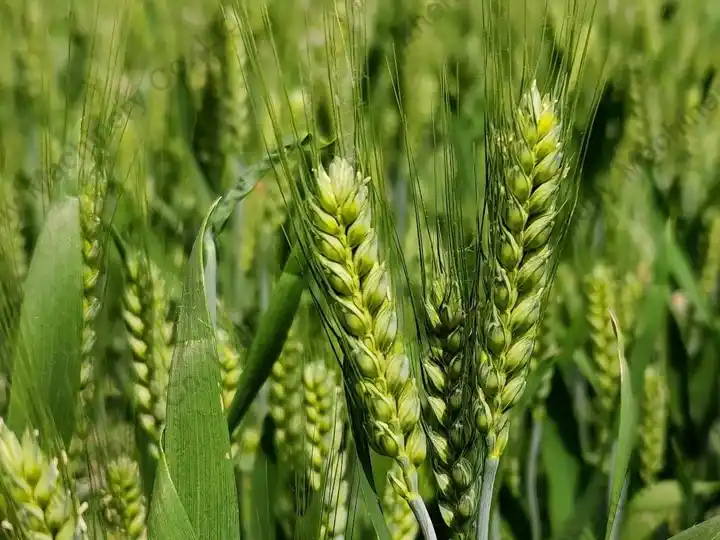 谷物干燥机如何干燥小麦?1 小麦干燥机