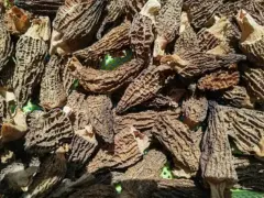 เห็ด Morel หอม