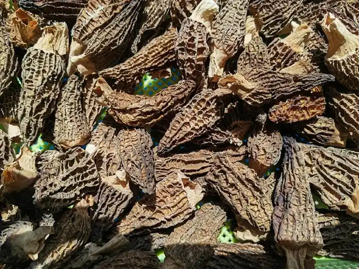 เห็ด Morel หอม