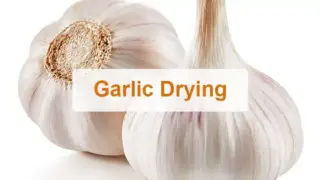 Garlic dryer