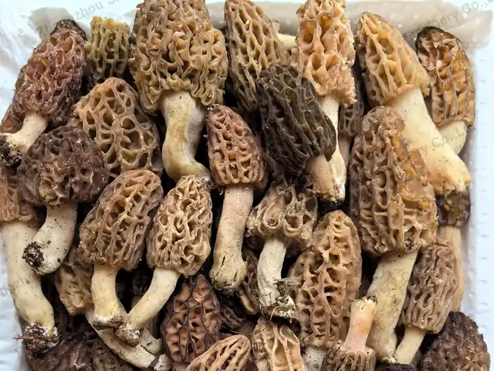 เห็ด Morel ที่สุกเต็มที่