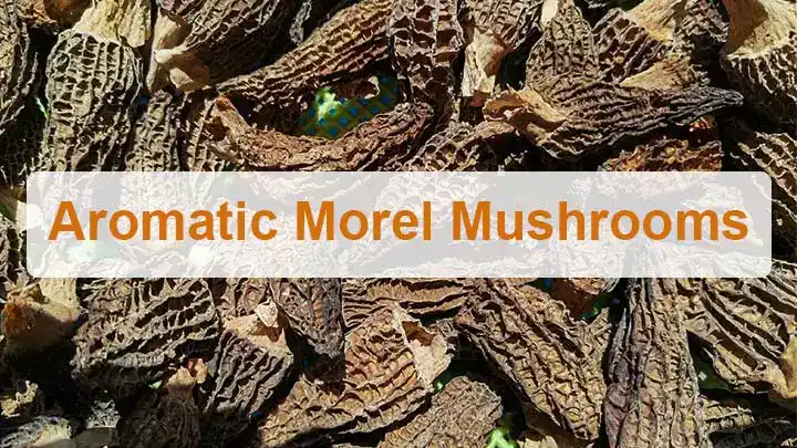 Máquina de Secagem de Cogumelos Morel 1 Secagem de cogumelos Morel
