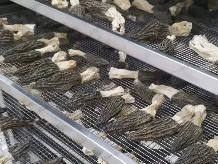 เห็ด Morel ในเครื่องอบ