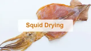 Squid dehydrator