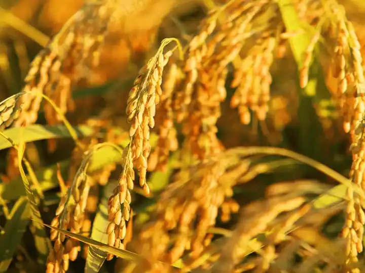 Séchoir à riz 5 Riz paddy