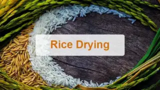 Séchage du riz