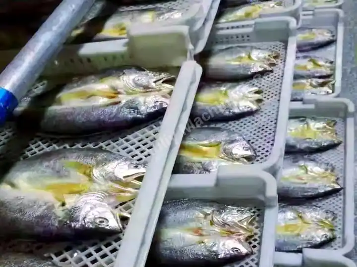 How To Dry Fish Fillets With A Solar Dryer? 6 Dried marine fish