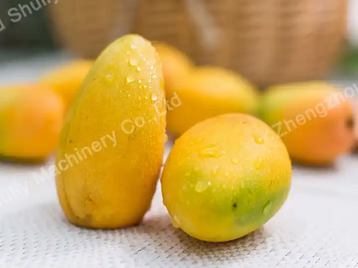 Mango Dryer 4 Fresh mangoes