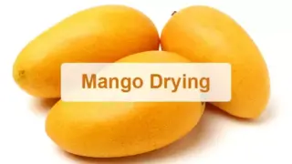 Mango dryer