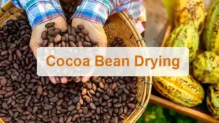 เครื่องอบแห้งสายพานเมล็ดโกโก้