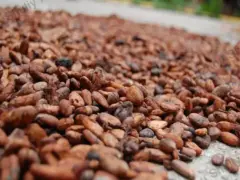 Fave di Cacao Essiccate