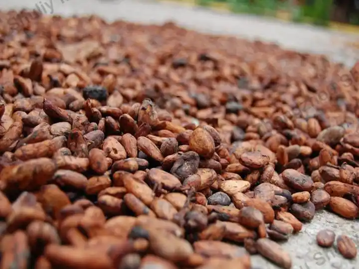 เครื่องอบแห้งสายพานเมล็ดโกโก้ 4 เมล็ดโกโก้แห้ง