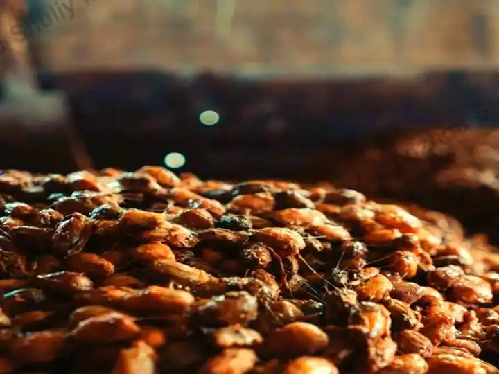 เครื่องอบแห้งเมล็ดโกโก้สายพาน 3 เมล็ดโกโก้หมัก