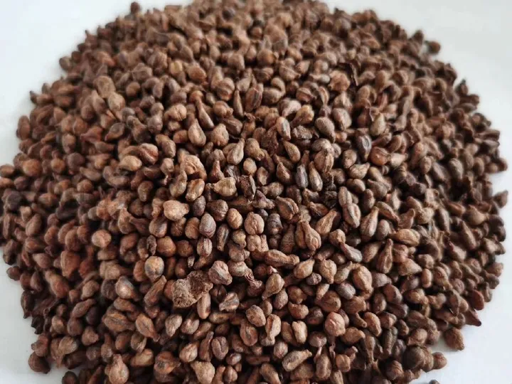 Grape Seed Drying Machine 5 Dried grape seeds