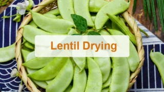 Lentil drying
