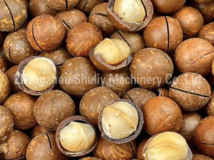 Macadamia Nut Drying Machine 3 Dried in-shell macadamia nuts