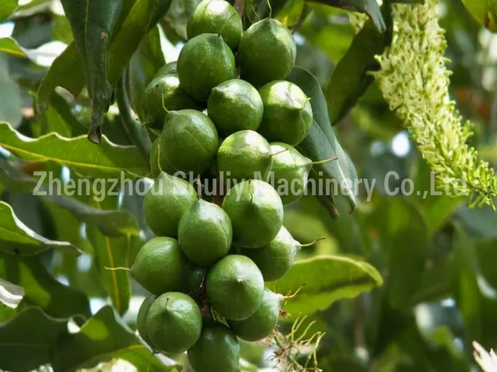 Macadamia Nut Drying Machine 7 Fresh in-shell macadamia nuts