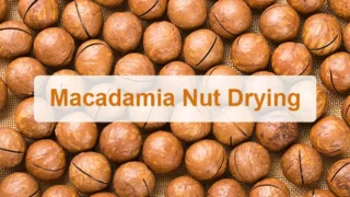 Macadamia nut drying