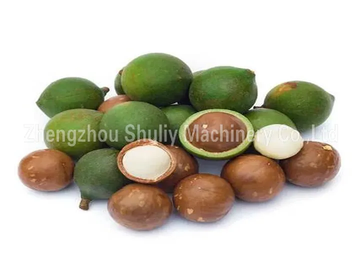 Macadamia Nut Drying Machine 8 Macadamia nut dehusking